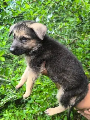 Long Coat German Shepherd