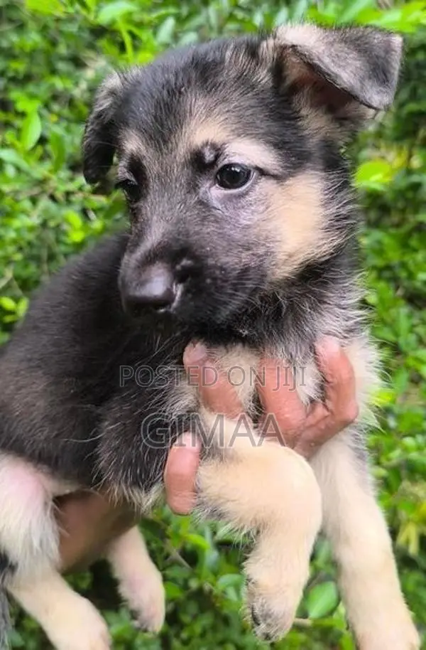Long Coat German Shepherd