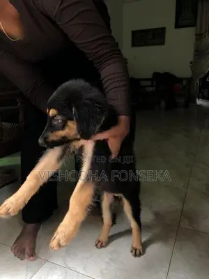 German Shepherd Puppy