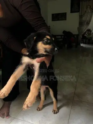 German Shepherd Puppy