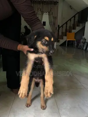 German Shepherd Puppy