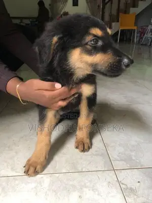 German Shepherd Puppy