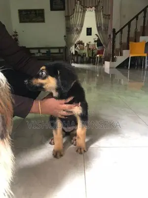German Shepherd Puppy