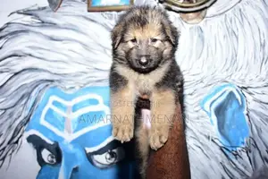 German Shepherd Puppies