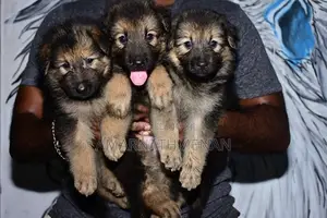 German Shepherd Puppies