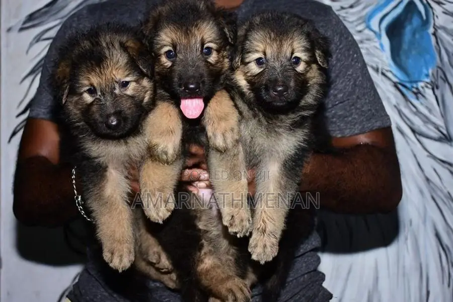 German Shepherd Puppies