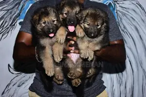German Shepherd Puppies