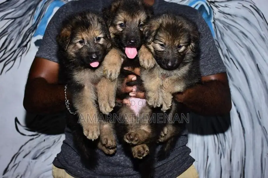 German Shepherd Puppies