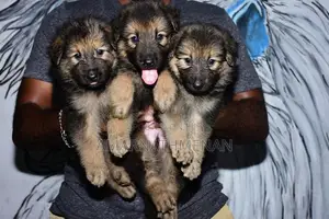 German Shepherd Puppies