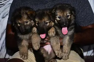 German Shepherd Puppies