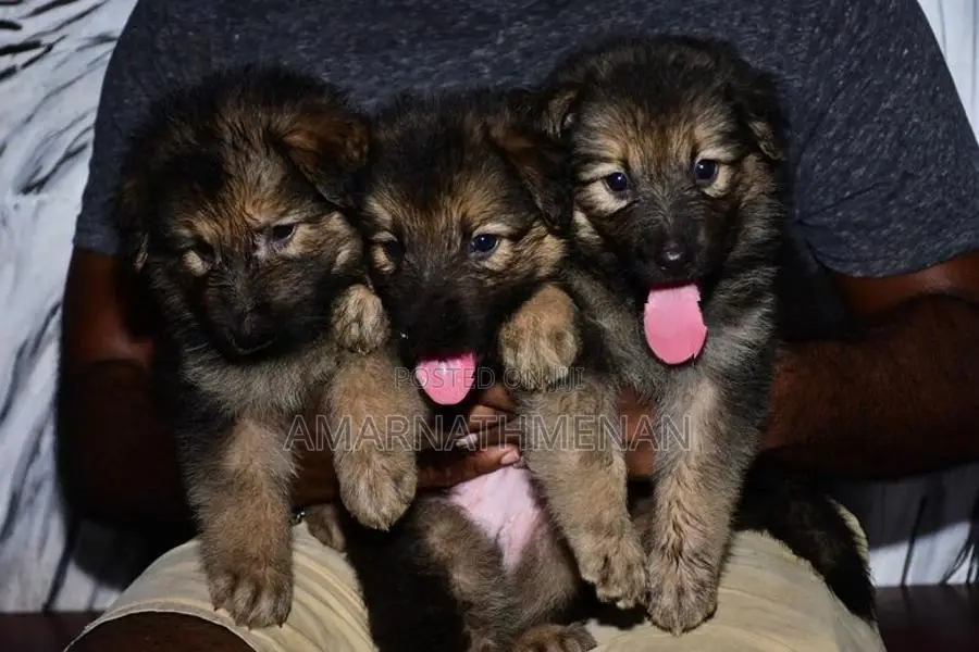 German Shepherd Puppies