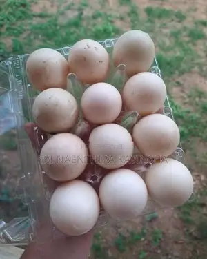Musgovy Duck Egg