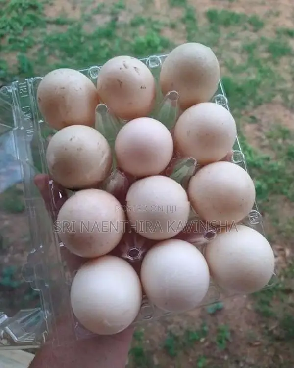 Musgovy Duck Egg