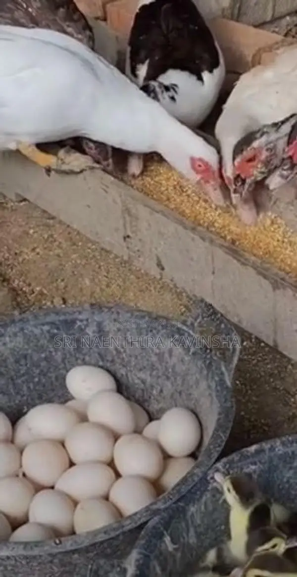Musgovy Duck Egg