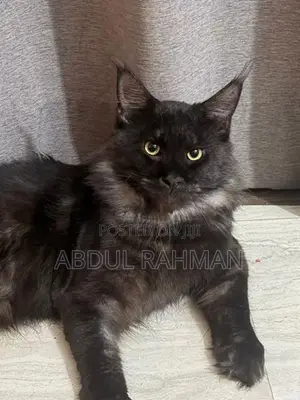 Maine Coon Kitten