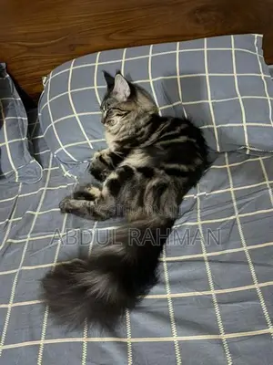 Maine Coon Kitten
