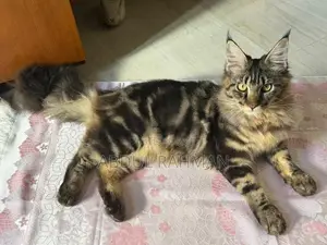 Maine Coon Kitten