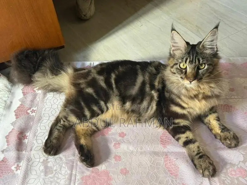 Maine Coon Kitten