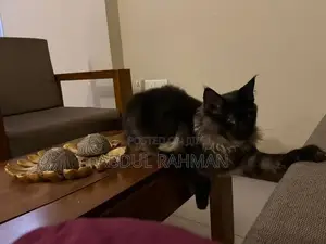 Maine Coon Kitten