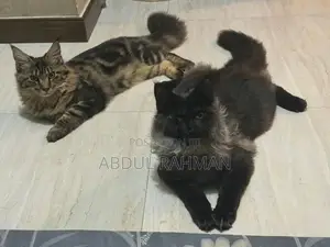 Maine Coon Kitten