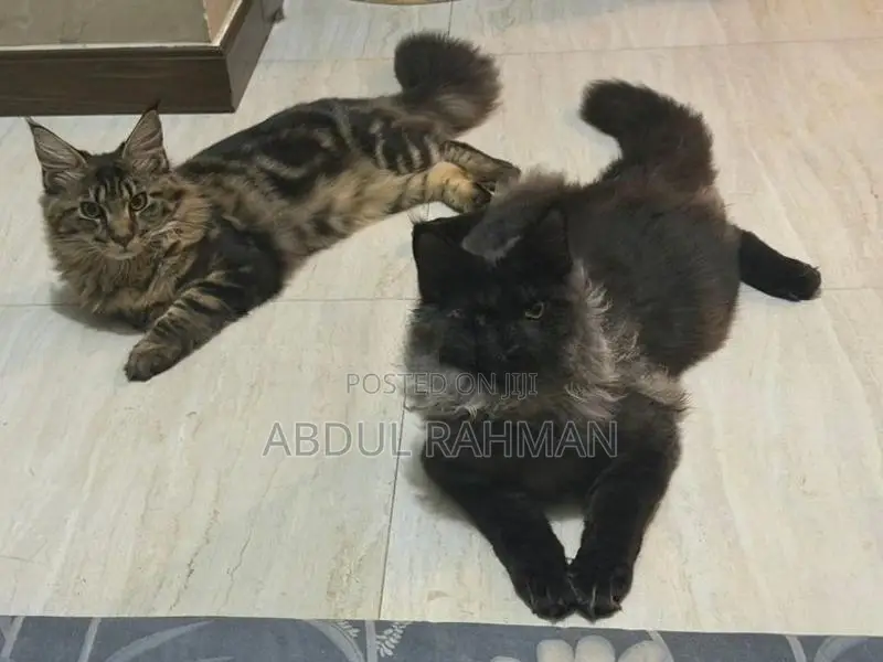 Maine Coon Kitten