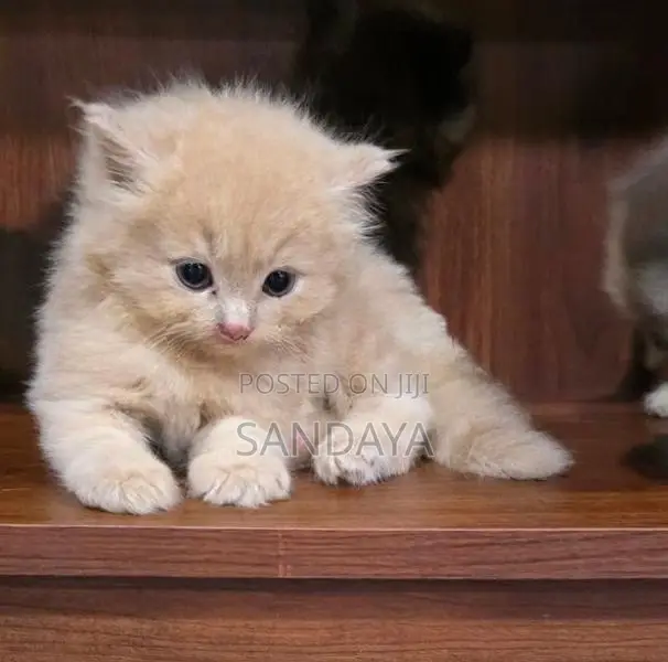 Persian Kittens