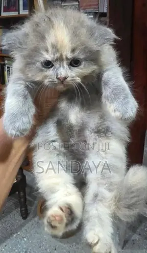 Persian Kittens