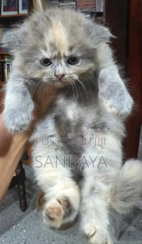Persian Kittens
