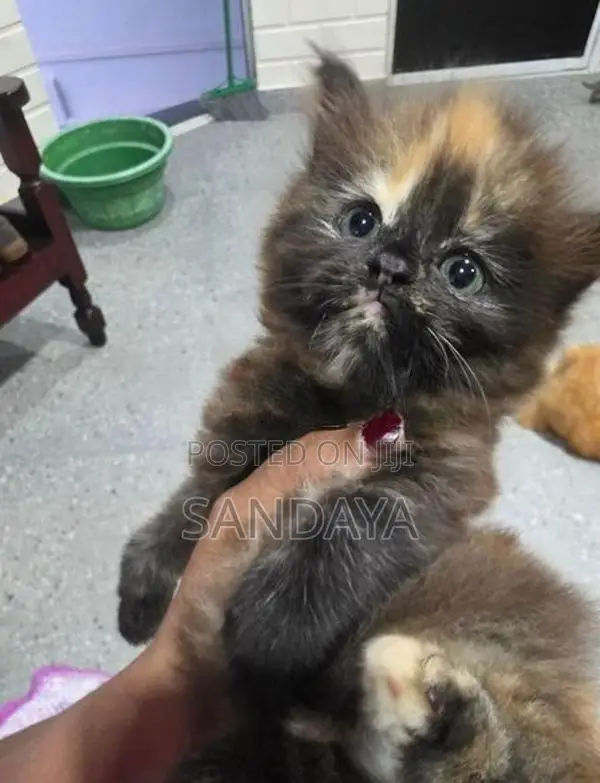 Persian Kittens
