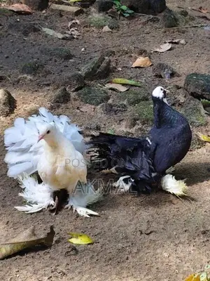 Pigeons