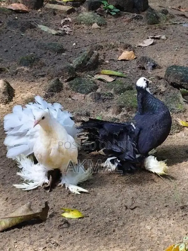 Pigeons