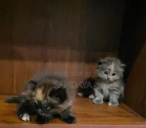 Persian Kittens