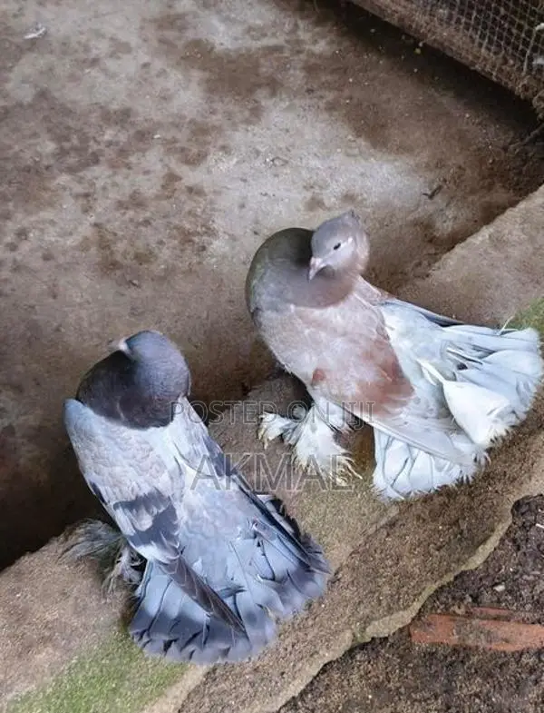 Pigeons