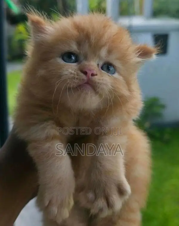 Persian Kittens