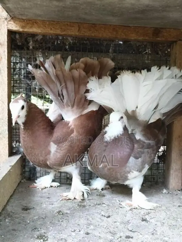 Pigeons