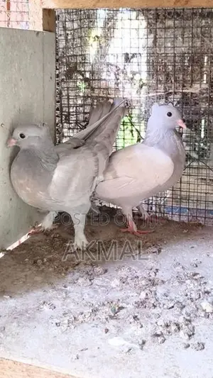 Pigeons