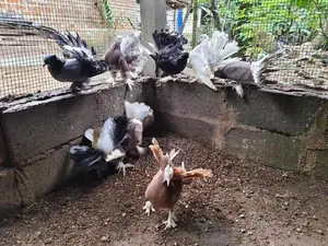 Pigeons