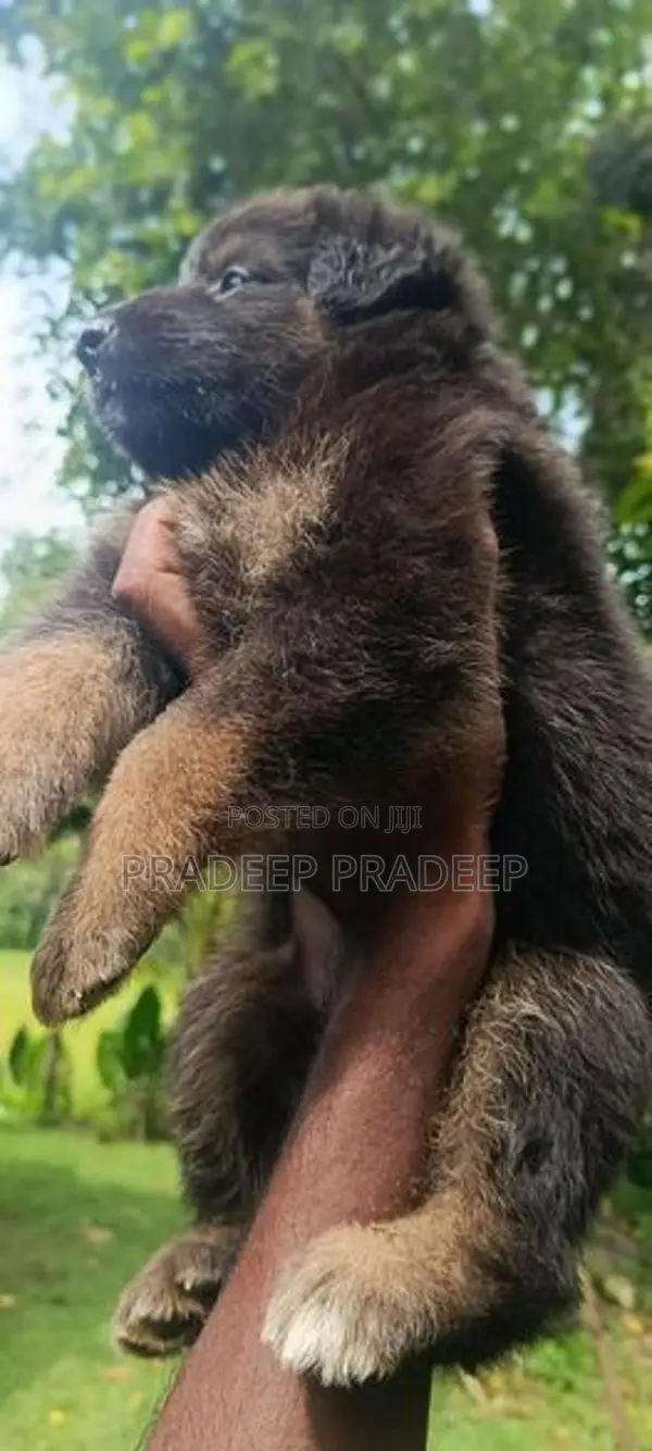 German Shepherd Puppy