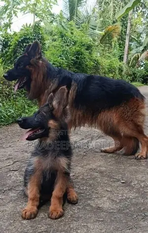 German Shepherd Puppy