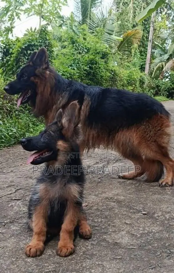 German Shepherd Puppy