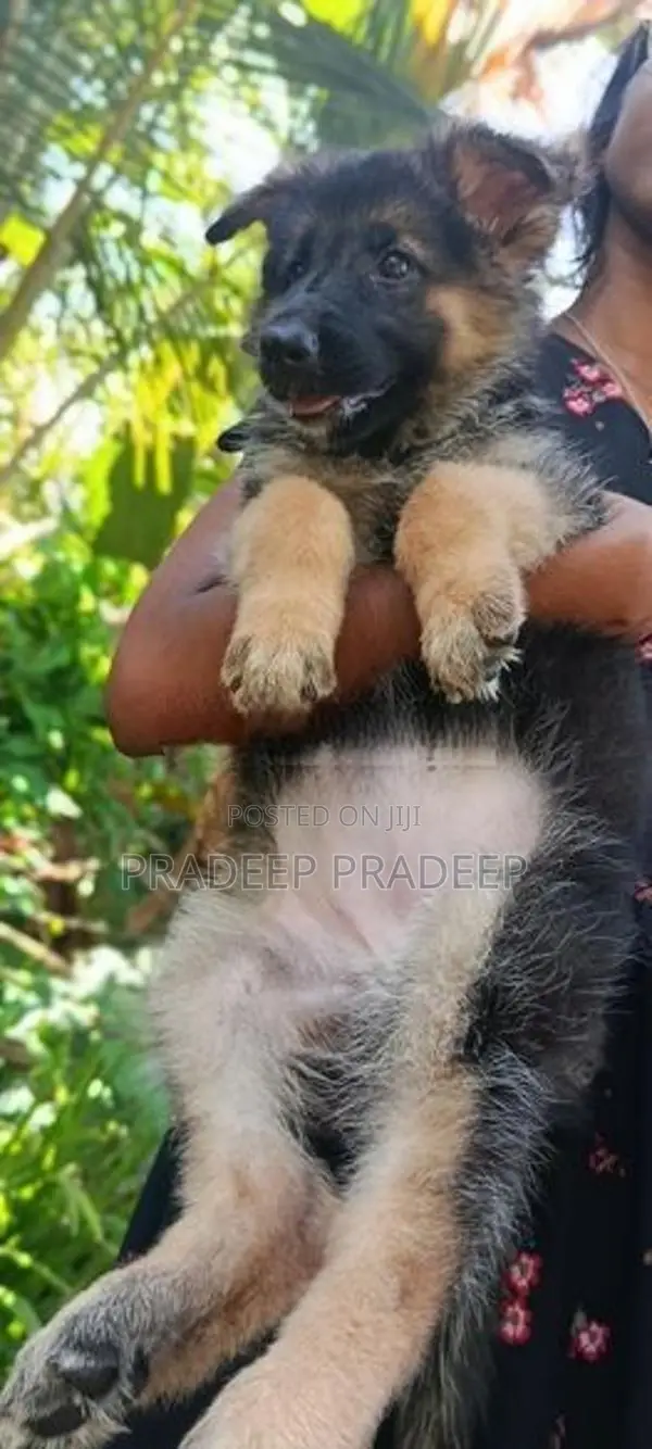 German Shepherd Puppy