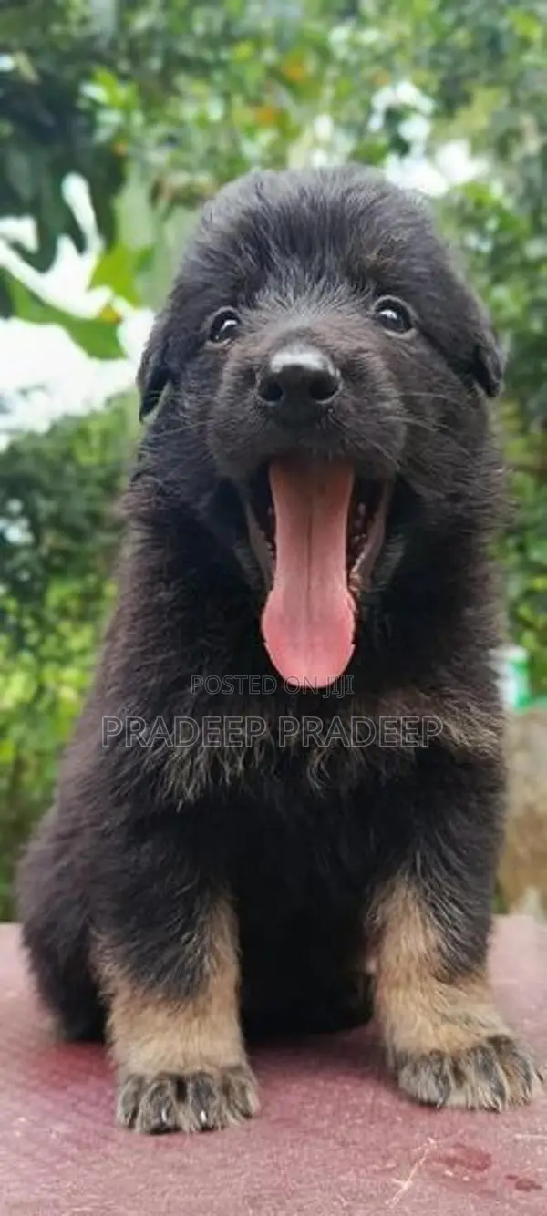 German Shepherd Puppy