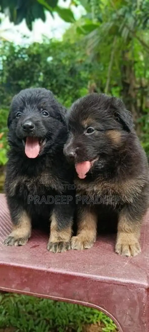German Shepherd Puppy
