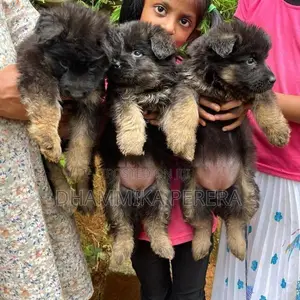 German Shepherd Puppies