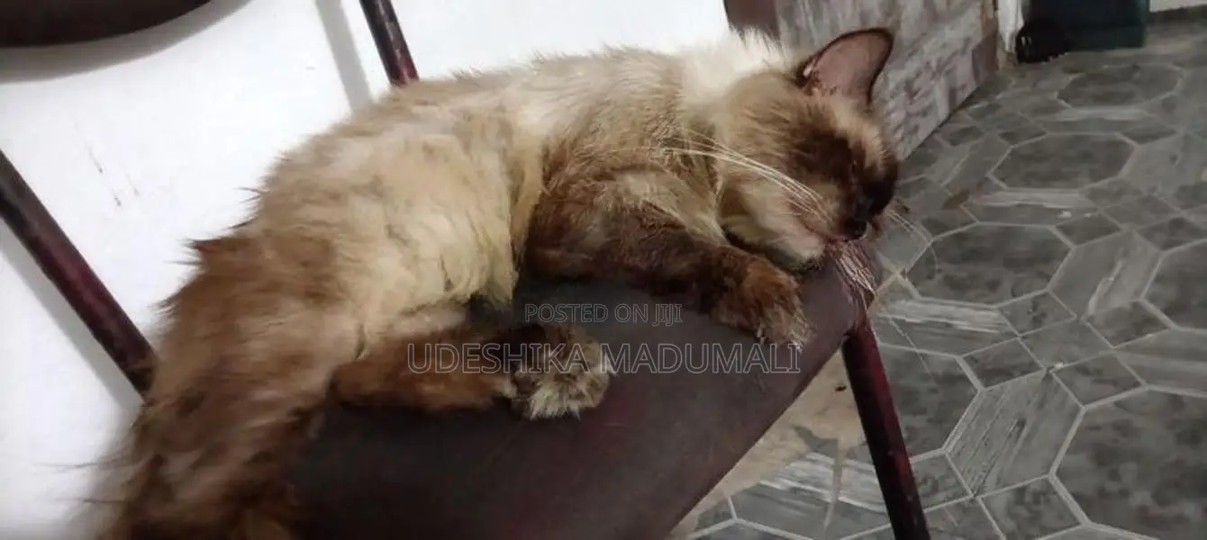 Persian Cat