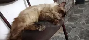 Persian Cat