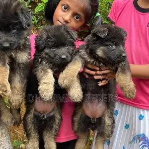 German Shepherd Puppies