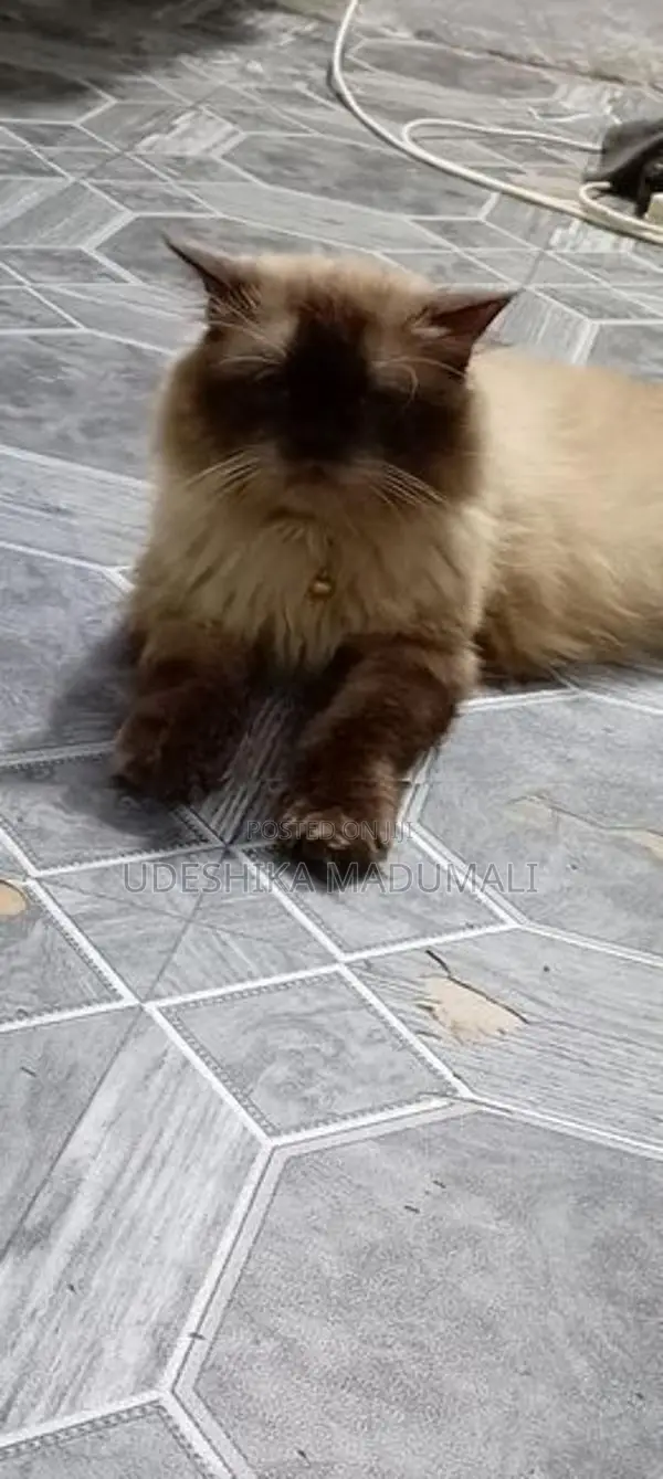 Persian Cat