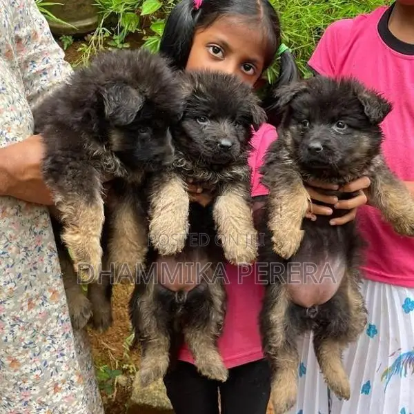 German Shepherd Puppies