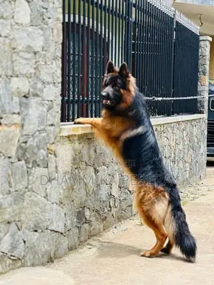 German Shepherd Puppies